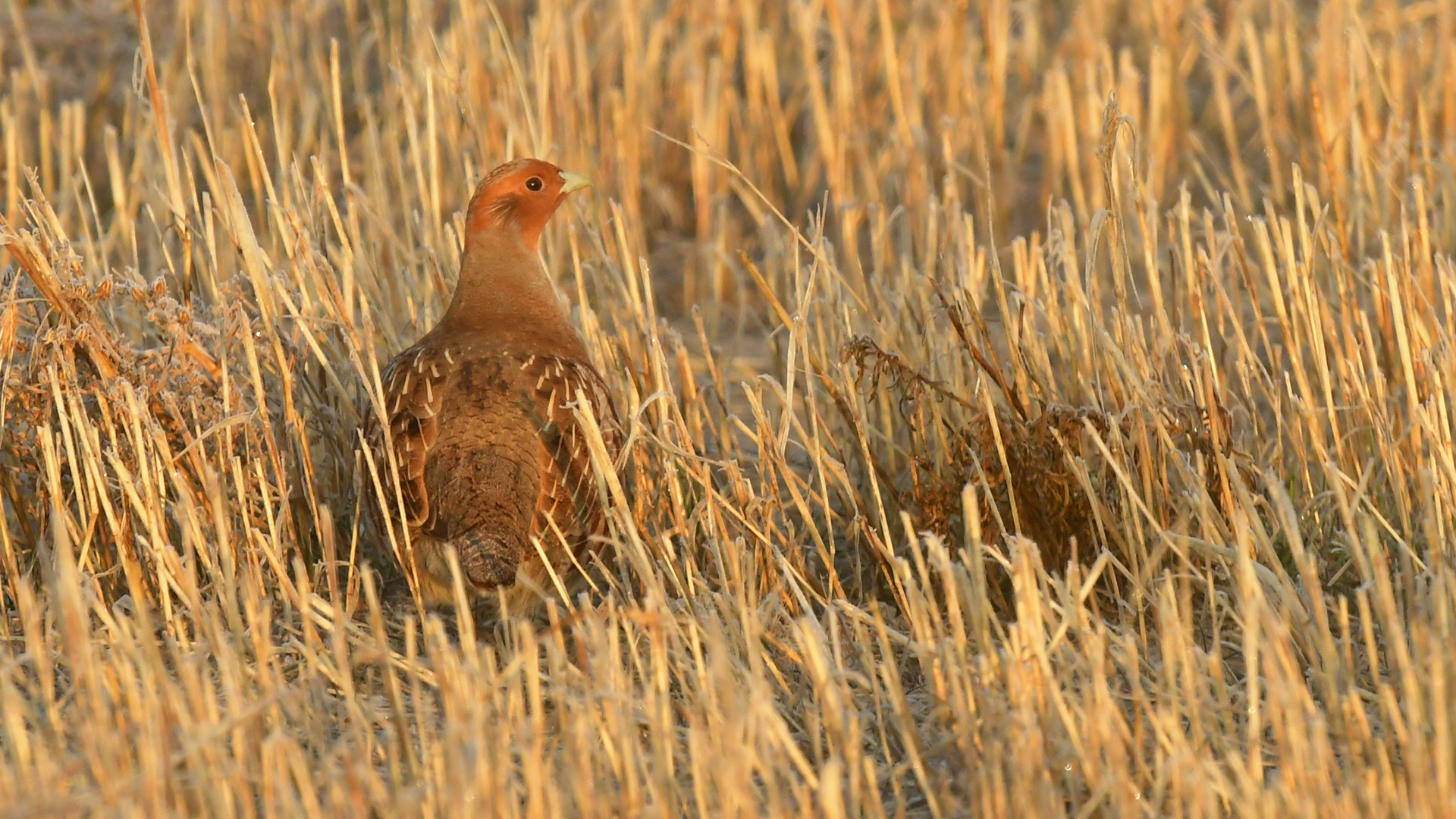 Gray Partridge